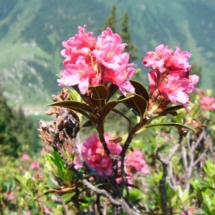 Alpenrose_r