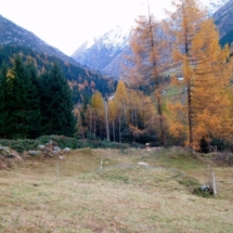 Lärchen im Herbstgewand